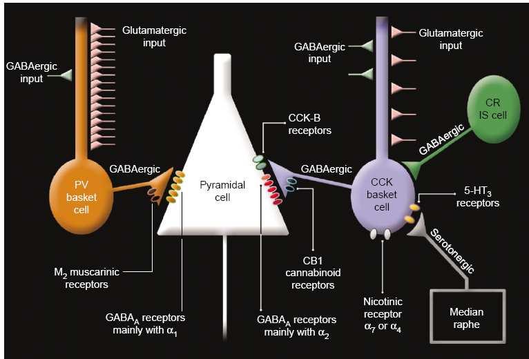 Figure 2.2 (Freund, 2003) A schematic view of perisomatic inhibition of pyramidal cell caused by basket cells, which is a GABAergic interneuron.
