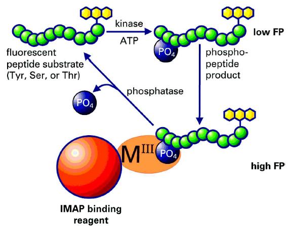 IMAP - Immobilized metal ion affinitybased fluorescence polarization detection Used for kinases and phosphatases Homogeneous High