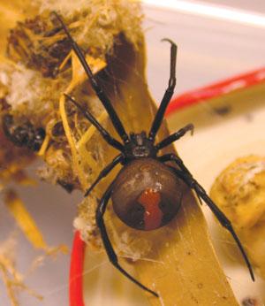 Red Back Spider Systemic sympt.