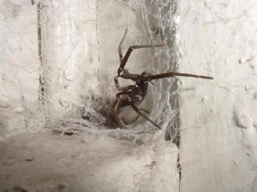 Brown House spider Distributed throughout Australia Appear similar to Red Back but may have yellow, red or whit spots (never a