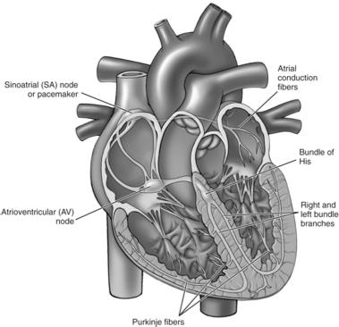 Heart s Conduction System From Herlihy B: The human body in health and illness, ed 3, St. Louis, 2007, Saunders.
