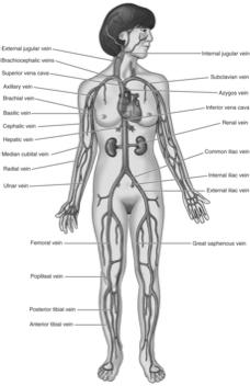 Major Veins From Herlihy B: The human body in health and illness, ed 3, St. Louis, 2007, Saunders.