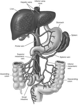 Hepatic Portal System From Herlihy B: The human body in health and illness, ed 3, St. Louis, 2007, Saunders.
