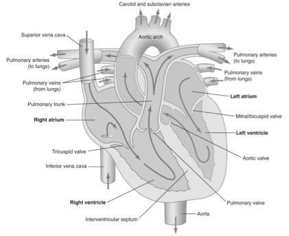 Heart Hollow, muscular organ the size of a clenched fist Located in mediastinum: Space behind the sternum and between the lungs Pumping blood is main function - Four chambers: Two atria and two