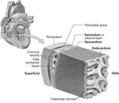 Heart Wall Epicardium - Contains fatty connective tissue and blood vessels or coronary vessels that nourish the heart Myocardium - Thick muscular layer - Contraction forces blood from chambers
