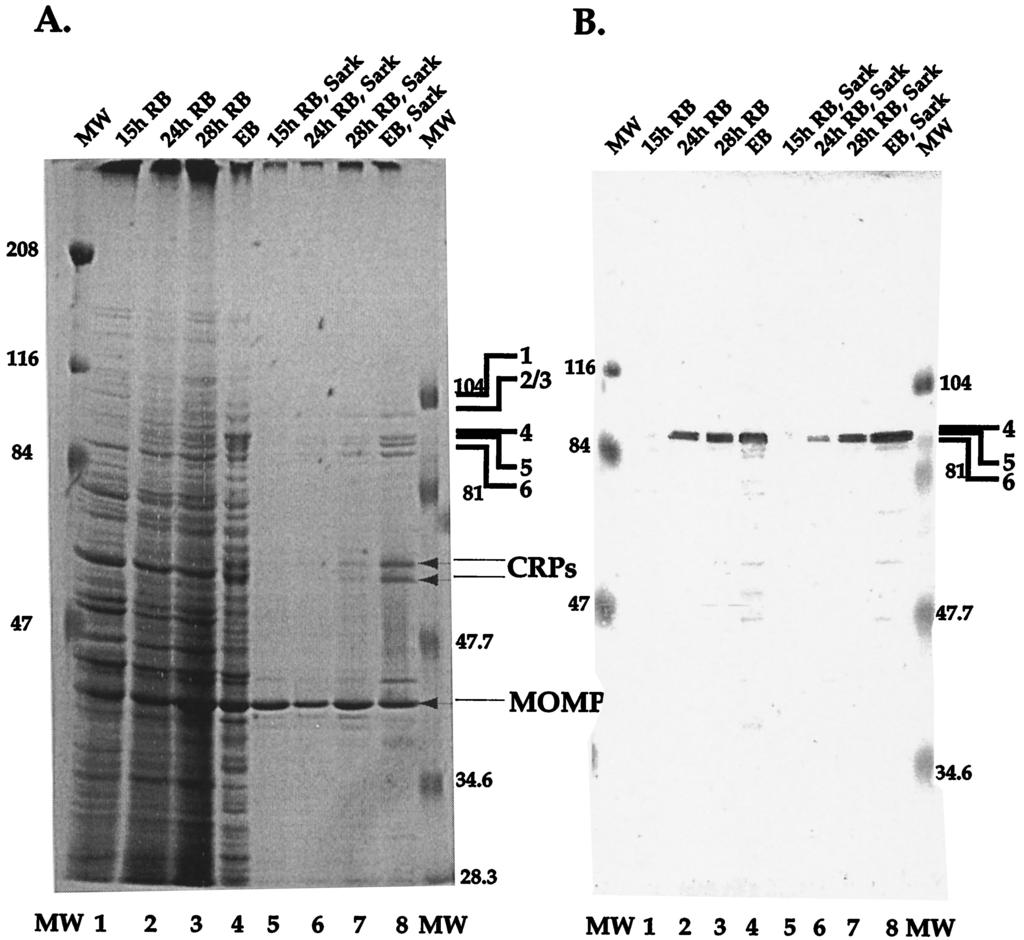 2432 TANZER ET AL. INFECT. IMMUN. Downloaded from http://iai.asm.org/ FIG. 3. SDS-PAGE (A) and immunoblot analysis (B) of EB and RB proteins during the developmental cycle.