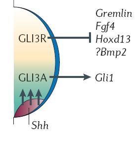 Shh/Gli Interactions Anterior high Gli3R Posterior low Gli3R/ high Gli3A