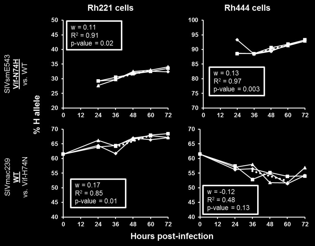 Figure 17. H at Vif74 is beneficial to SIVsm in rhesus cells, and to SIVmac in rh221 cells.