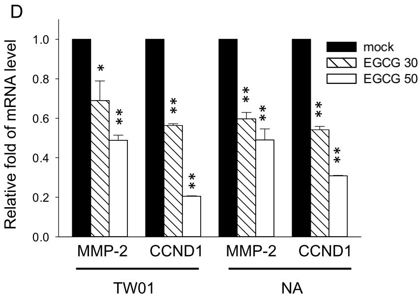 (Ser473), p38, and phospho-p38 (Thr108/Tyr182) at 9 h of EGCG treatment in NPC cells.
