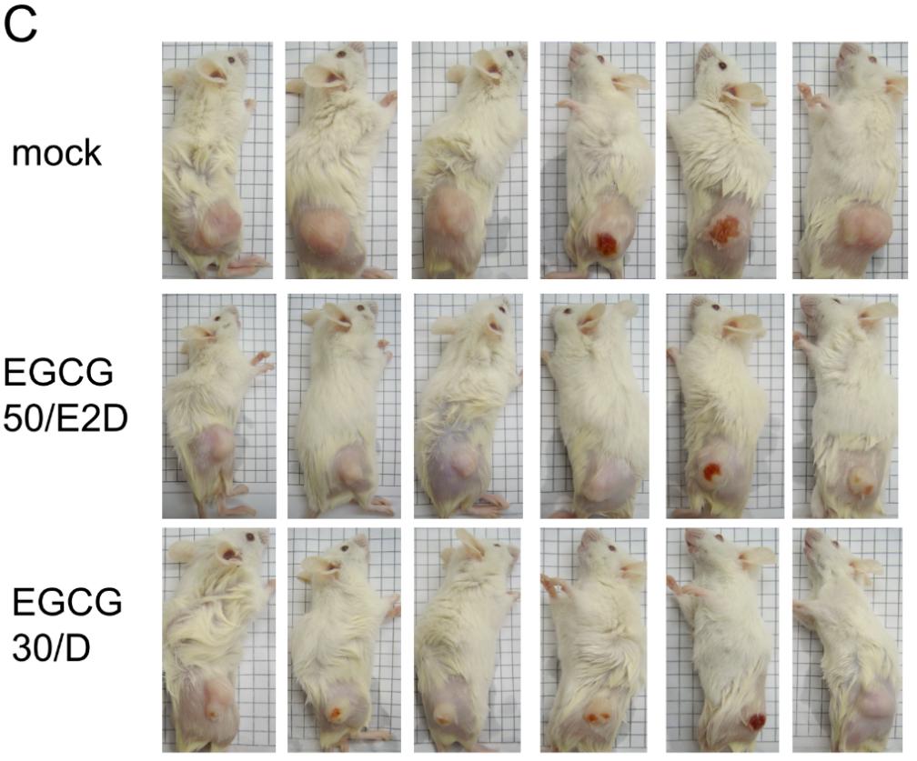 Int. J. Mol. Sci. 2015, 16 2542 Figure 6. EGCG inhibits NPC tumor growth in vivo. NA cells were inoculated subcutaneously into SCID mice.