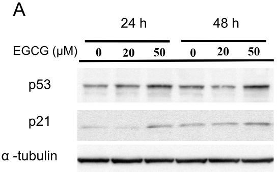 Int. J. Mol. Sci. 2015, 16 2543 cells increased to two-fold at 48 h and to 3-fold at 72 h in 50 μm EGCG-treated cells. These results indicate that EGCG can induce apoptosis in NA cells.