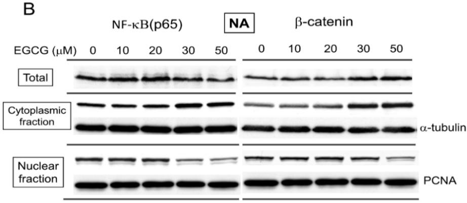 This result indicated that reduced nuclear level of NF-κB and β-catenin by EGCG may decrease the expression of EGFR, CD44, and CLDN1.