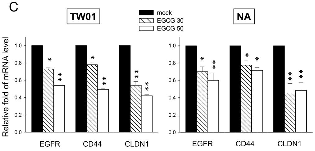 EGCG. Figure 8. EGCG suppresses the nuclear translocation of NF-κB and β-catenin and the expression of downstream genes.