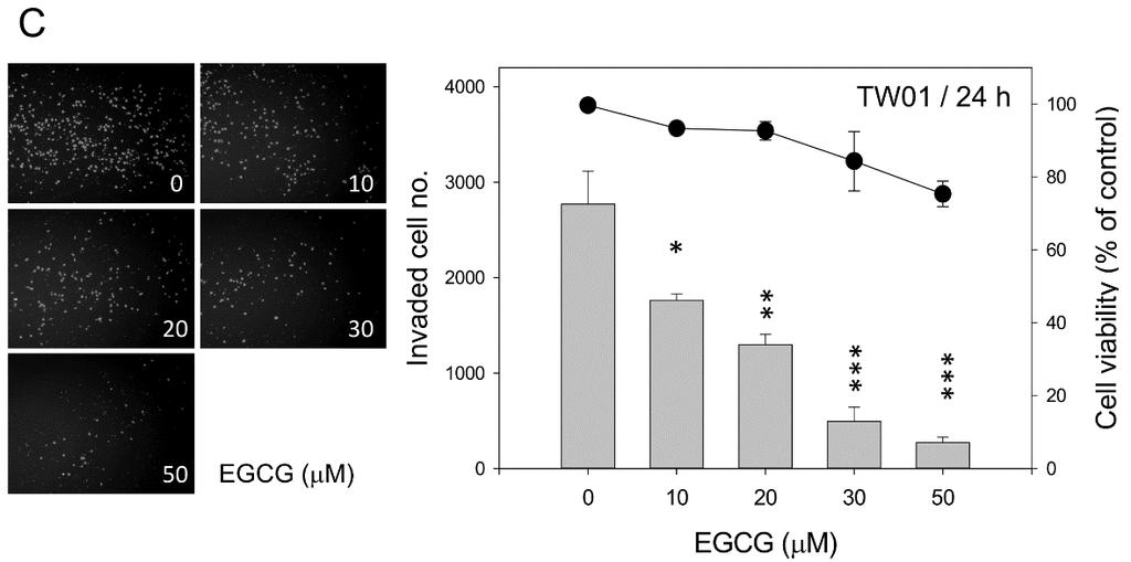 EGCG treatment had a profound inhibitory effect on cell migration and invasion, even at a low dose (Figure 2).