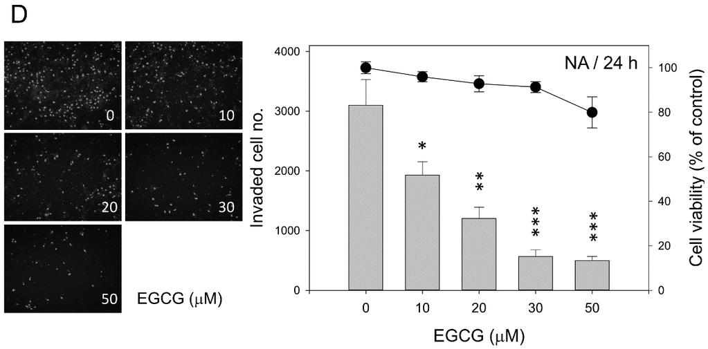 Int. J. Mol. Sci. 2015, 16 2536 Figure 2. EGCG inhibits the migration and invasiveness of NPC cells. Cells were treated with various concentrations of EGCG for the times indicated.