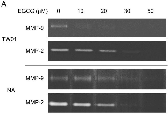 Int. J. Mol. Sci. 2015, 16 2538 Because treatment with EGCG can inhibit migration and invasion of NPC cell (Figure 2), the activity of MMP-2 and MMP-9 was determined by gelatin zymography.