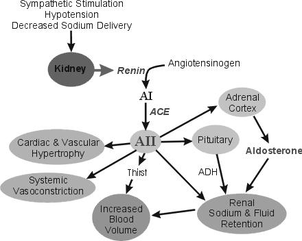 Angiotensin II Angiotonin II (AII) Site of its formation: in circulation Stimulus for its formation : renin from kidneys Its effects: 1- Short term effects a- Potent vasoconstrictor BP b- +ve
