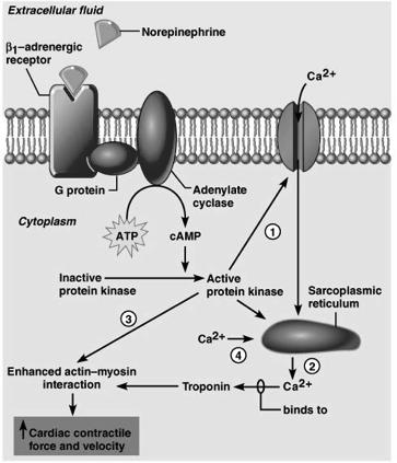 angiotensin Ⅰ (decapeptide) converting enzyme (pneumoangiogram) angiotensin Ⅱ(octapeptide) +AT1 receptor angiotensinase A angiotensin Ⅲ (heptapeptide) 56 Renin-angiotensin-aldosterone system (RAAS)