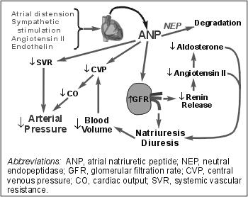 Adrenaline Small doses : increase heart rate by a direct action on B1 receptors in SA node Large doses : increase BP which leads to a decrease of the heart rate by Marey's reflex 61 Atrial