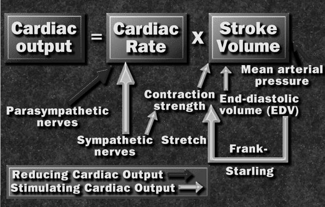 Factors affecting heart rate Heart rate accelerated by: baroreceptors activity in arteries, Lt vent, pulmonary circulation atrial stretch receptors activity Inspiration Anger, most