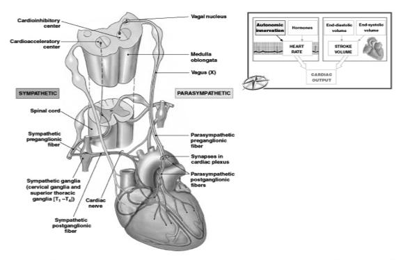 Cardiovascular centers Centers responsible for neural regulation are complex cardiovascular centers (CVC) of the medulla oblongata (MO) Site : MO Function :Regulation of the functions of CVS by