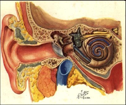 Audiologist s Perspective Basic information about