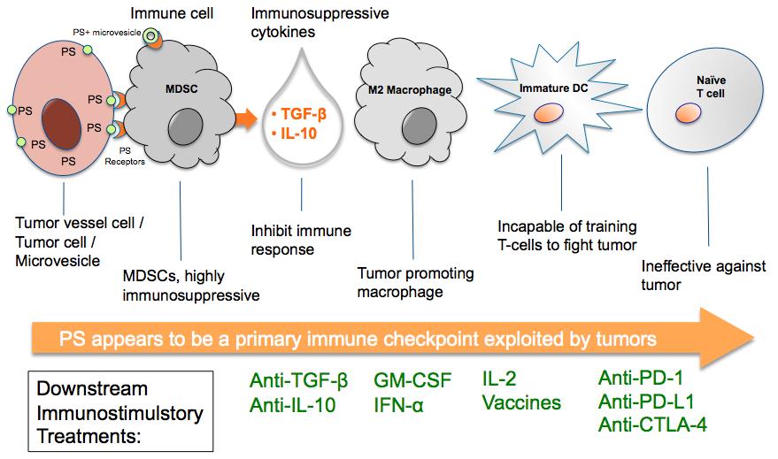 Immune Checkpoints in the Tumor Environment: Novel Targets and the Clinical Promise of Combined Immunotherapies Monday, 28 October 2013 07.00 08.