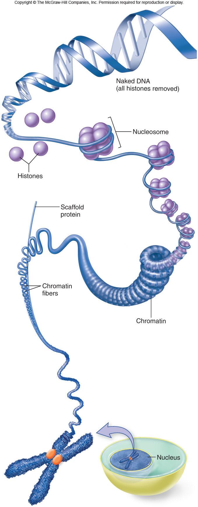 What s a nucleosome?