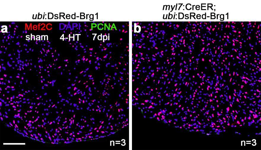 Supplementary Figure 6. Cardiomyocyte-specific overexpression of brg1 is not sufficient to induce myocyte proliferation.