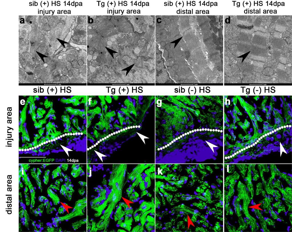Supplementary Figure 7. Inhibition of Brg1 has no effect on cardiac sarcomere disassembly during heart regeneration.
