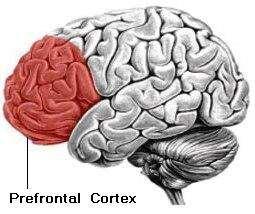 Development of the Prefrontal Cortex Developing Executive Function