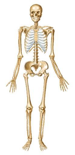 ANATOMY OF THE SKELETON: Label the following bones on the diagram below, using