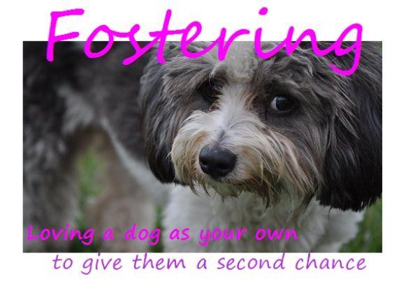 Foster Care Medical Questions By: Emily Buhr, DVM Urgent Pet Care Millard Common Foster Care problems Vomiting