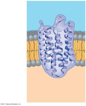 within the animal cell membrane Variations in lipid composition of cell membranes of many species appear to be adaptations to specific environmental conditions Ability to change the lipid