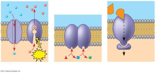 Transport (b) Enzymatic activity (c) Signal transduction (d) Cell-cell recognition (e) Intercellular joining (f) Attachment to the cytoskeleton and extracellular matrix (ECM) Figure 7.