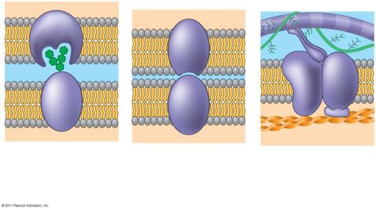 (ECM) Cells recognize each other by binding to surface molecules, often containing carbohydrates, on the extracellular surface of the plasma membrane Membrane carbohydrates may be