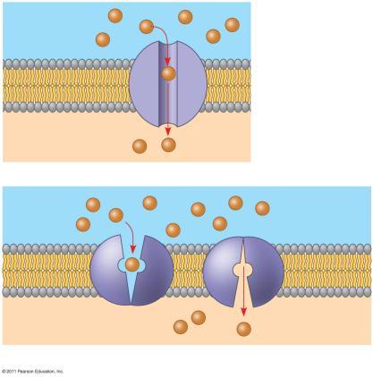 Facilitated Diffusion: assive Transport Aided by roteins Figure 7.