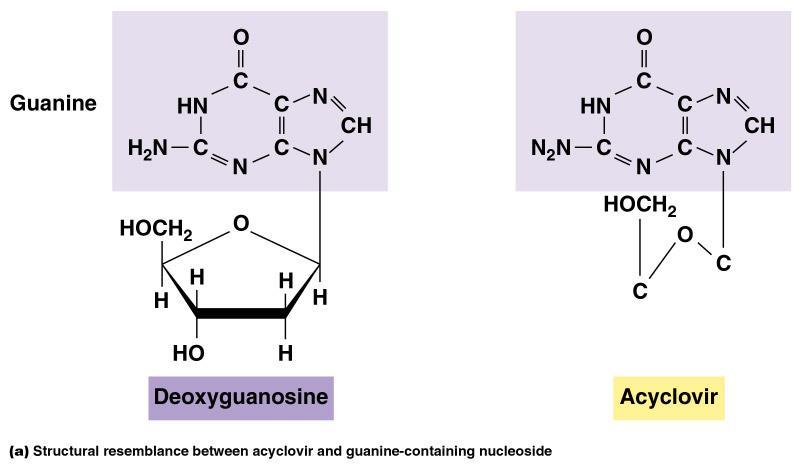 Nucleoside and Nucleotide analogs 25 Acyclovir- used to treat genital herpes Cidofovir- used for treatment of cytomegaloviral