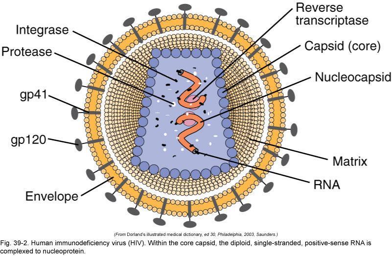 5 Understanding Viruses Viral replication A virus cannot replicate on its own It must attach to