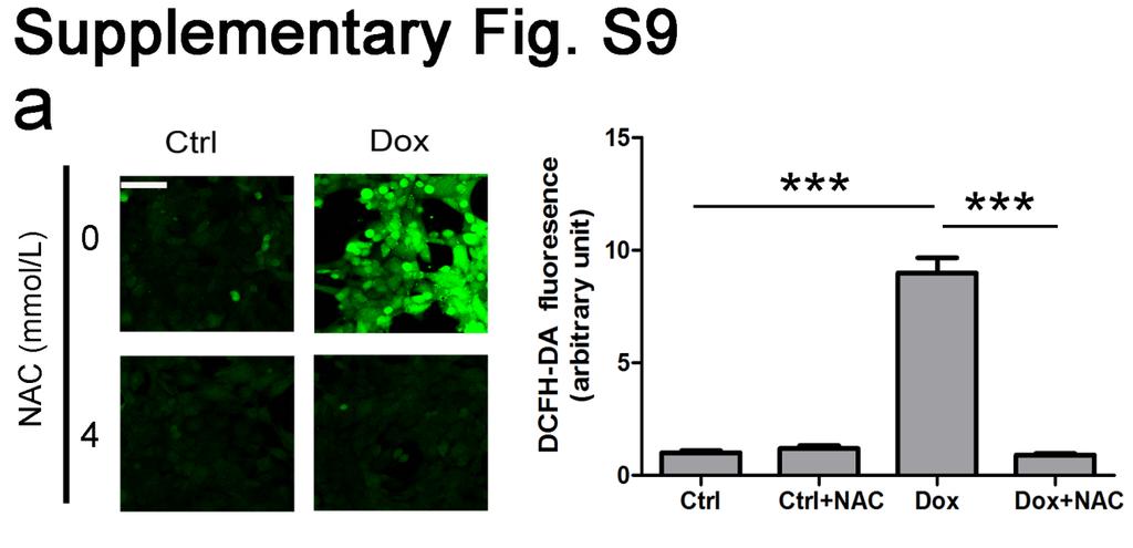 Supplementary figure S9. NAC fully reverses Dox-induced ROS to basal level but does not block cell death.