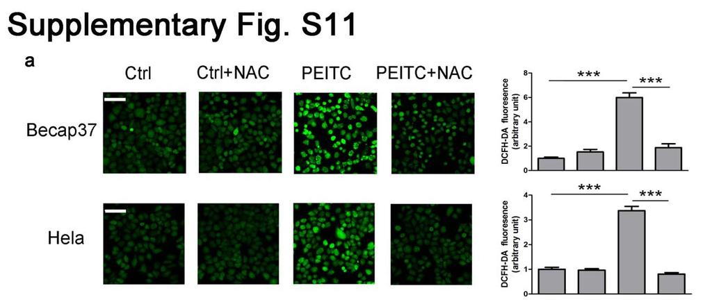 Supplementary figure S11. NAC fully reverses PEITC-induced ROS to basal level but does not block cell death.