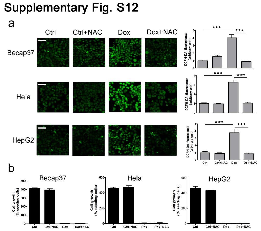 Supplementary figure S12. NAC fully reverses Dox-induced ROS to basal level but does not block cell death.