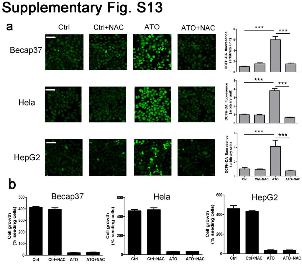Supplementary figure S13. NAC fully reverses ATO-induced ROS to basal level but does not block cell death.