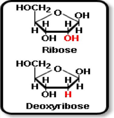 deoxy sugars (reduced sugars) one or more hydroxyl groups are replaced by hydrogen atoms.