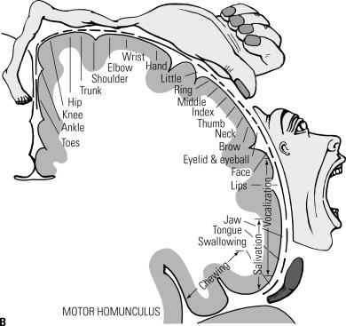 The Primary Sensory Projection Areas 1) Somatosensory behind central fissure in parietal lobe 2) Visual in occipital lobe 3) Auditory upper part of