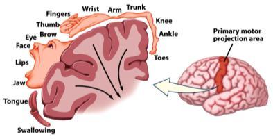Motor Area Similarly, the motor area is a strip of cortex that serves as a projection area for the muscles all over the
