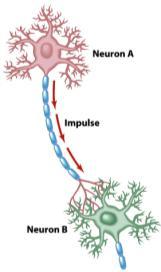 Action potential in a neuron can be generated by repeated stimulation called temporal summation.