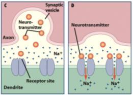 Synaptic Communication 3. Action potential causes synaptic vesicles to expend their contents (neurotransmitters) into the synaptic cleft.