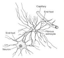 Neuroscience 1. Neuroscience is the study of the nature, functions, origins of the nervous system. The approach begins with studying cells of the nervous system. 2.