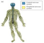 The Architecture of the Nervous System 19 Nervous System Central